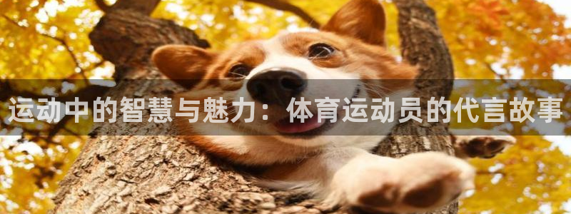 bbin视讯